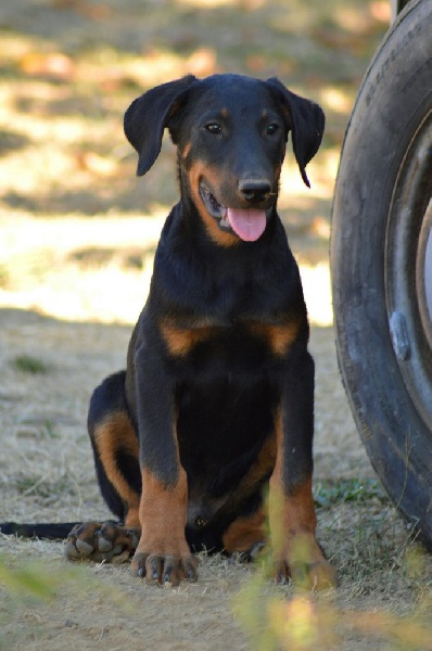 Guardians Of The Hope - Chiots disponibles - Berger de Beauce